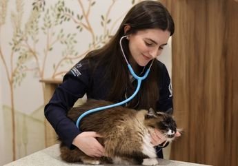 veterinário para gatos em blumenau