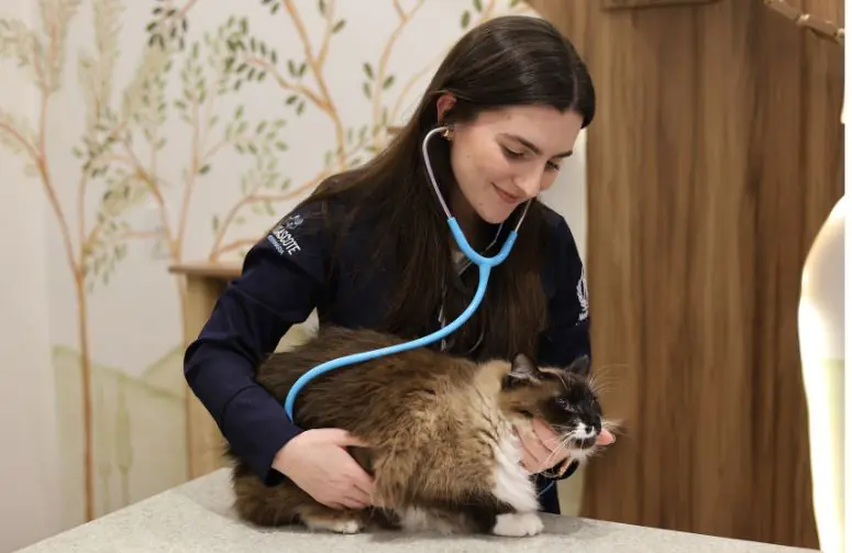 VETERINARIO EM BLUMENAU DE PLANTÃO